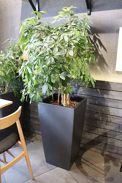 Office Green Space