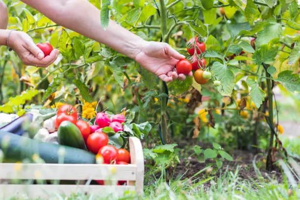 Kitchen Garden Success